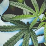 How Hemp Became the Quiet Workhorse of Modern Wellness