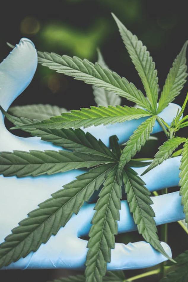 How Hemp Became the Quiet Workhorse of Modern Wellness