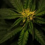 Cannabis vs. Hemp: What’s the Real Difference?