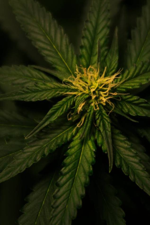 Cannabis vs. Hemp: What’s the Real Difference?